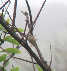 Phylloscopus schwarzi