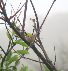 Phylloscopus schwarzi