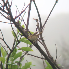 Phylloscopus schwarzi