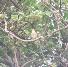 Phylloscopus schwarzi