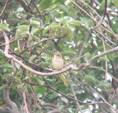 Phylloscopus schwarzi