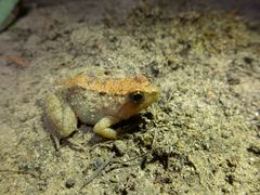 Phrynobatrachus natalensis