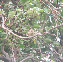 Phylloscopus schwarzi