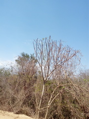 Cnidoscolus megacanthus