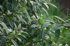 Phainoptila melanoxantha