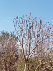 Cnidoscolus megacanthus