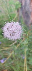 Allium splendens