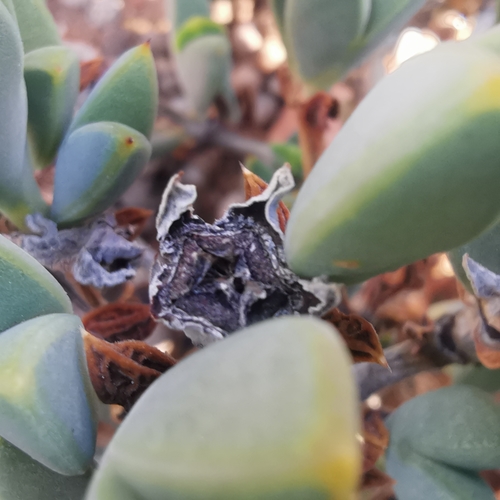Image of Braunsia apiculata by no rights reserved