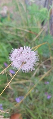 Allium splendens