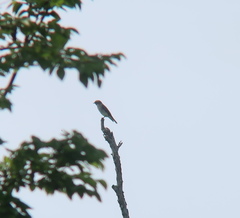 Muscicapa griseisticta