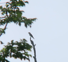 Muscicapa griseisticta