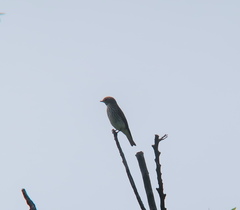Muscicapa griseisticta