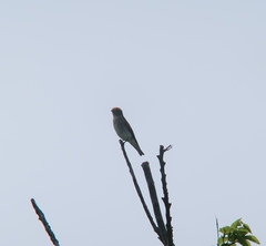 Muscicapa griseisticta