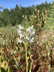 Platanthera blephariglottis blephariglottis