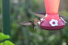 Lampornis