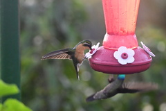 Lampornis