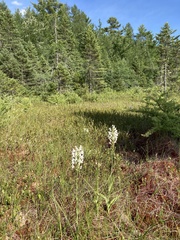 Platanthera blephariglottis blephariglottis