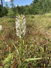 Platanthera blephariglottis blephariglottis