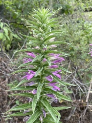 Lobelia decurrens
