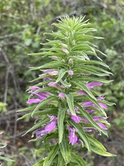 Lobelia decurrens