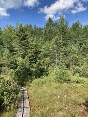 Platanthera blephariglottis blephariglottis