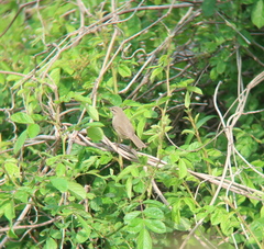 Phylloscopus schwarzi