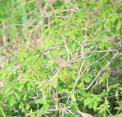 Phylloscopus schwarzi