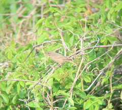 Phylloscopus schwarzi