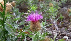 Centaurea pectinata