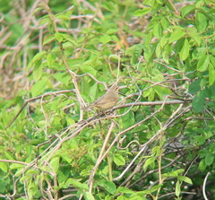 Phylloscopus schwarzi