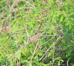 Phylloscopus schwarzi