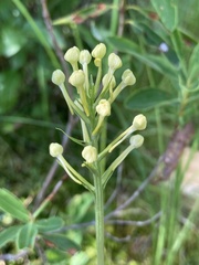 Platanthera blephariglottis blephariglottis