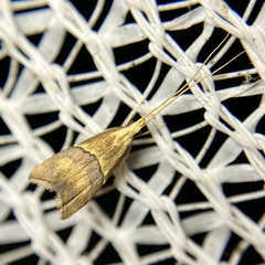 Crocanthes prasinopis