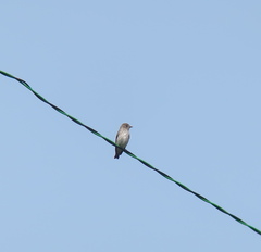 Muscicapa griseisticta
