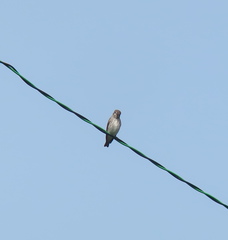 Muscicapa griseisticta