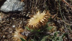 Centaurea pectinata