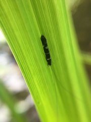 Leptocerus interruptus