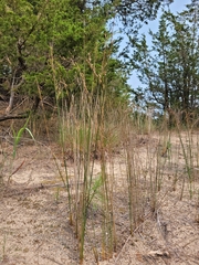 Juncus balticus littoralis