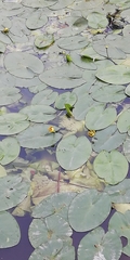 Nuphar lutea