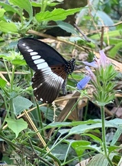 Papilio echerioides echerioides