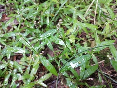 Persicaria minor