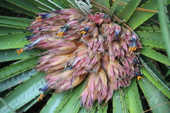 Puya nana