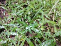 Persicaria minor