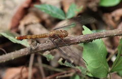 Orthetrum austeni