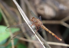 Orthetrum austeni