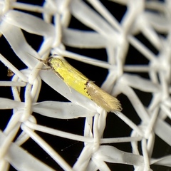 Opogona protodoxa