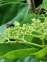 Euaspis polynesia