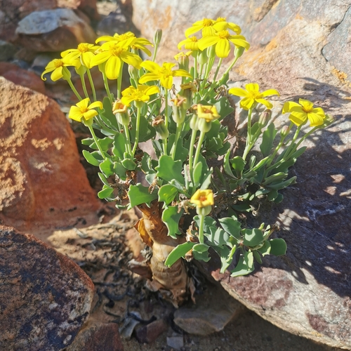 Image of Bonsai Babooncabbage by no rights reserved