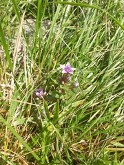 Gentianella ramosa
