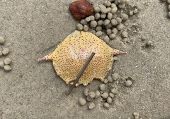 Matuta victor